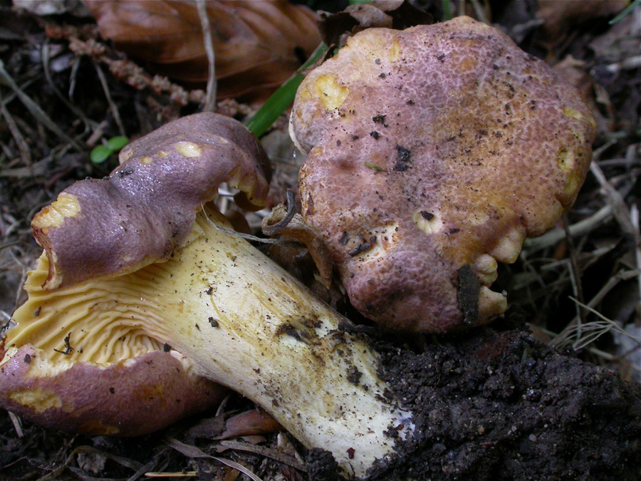 Cantharellus-amethysteus.jpg