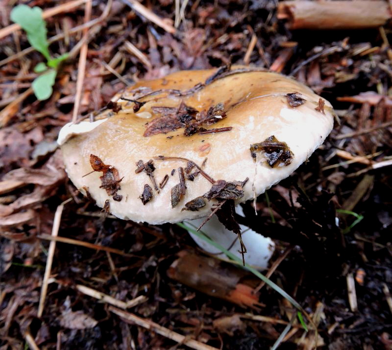 Russula spec Durnal 3-10-16 A.jpg