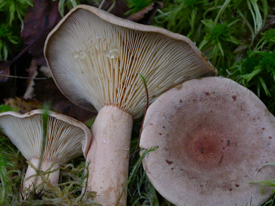 Lactarius-helvus.jpg