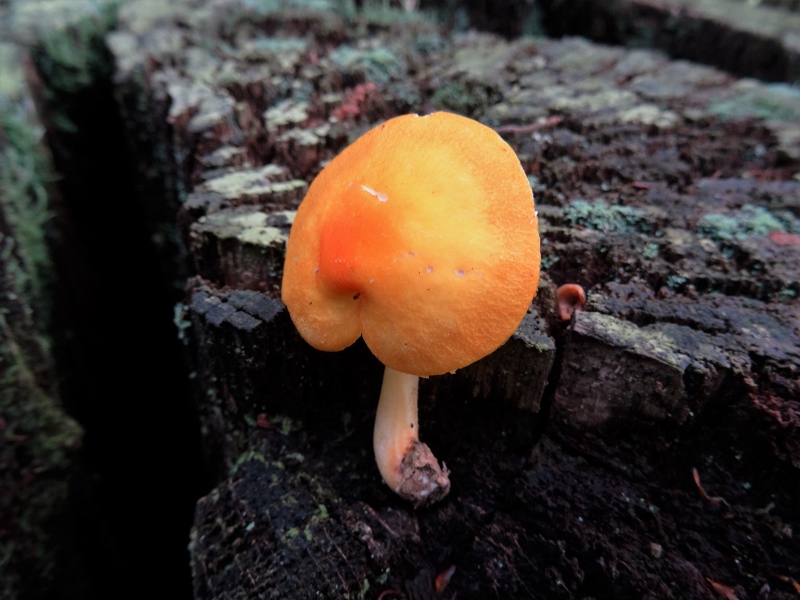 Pluteus aurantiorugosus(800x600).jpg