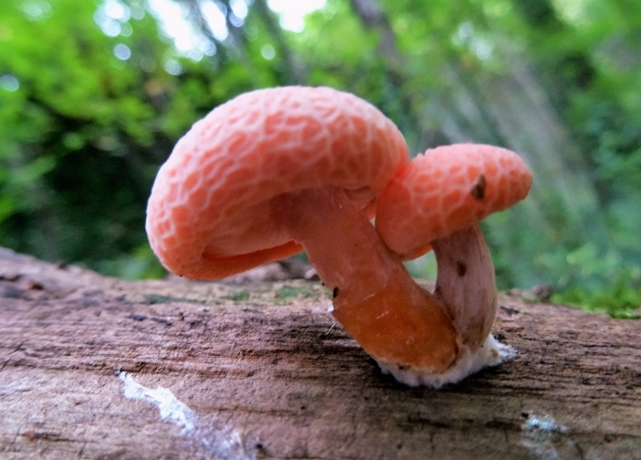 Rhodotus palmatus (800x600).jpg