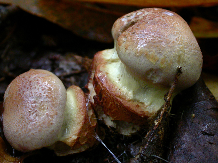 Cortinarius-xanthophyllus.jpg