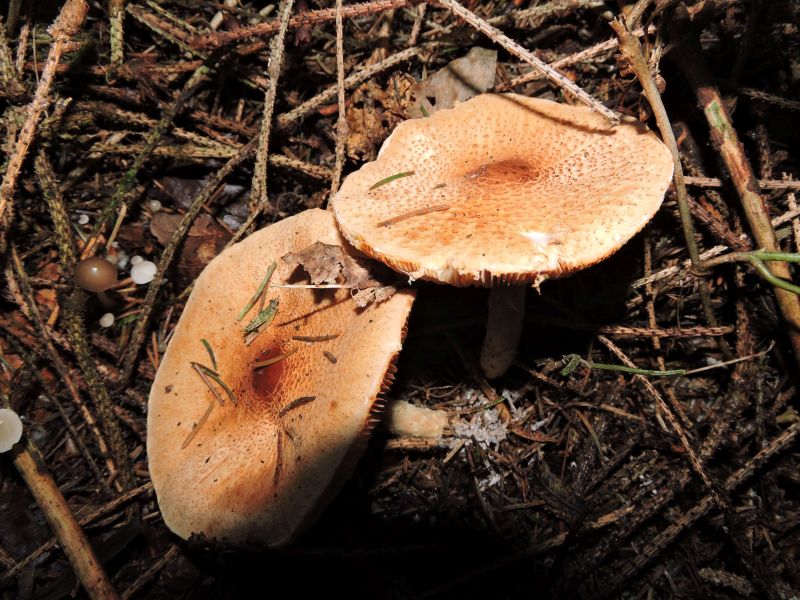 Lepiota ventriosospora Evrehailles (Bauche) 31-10-16 A.jpg