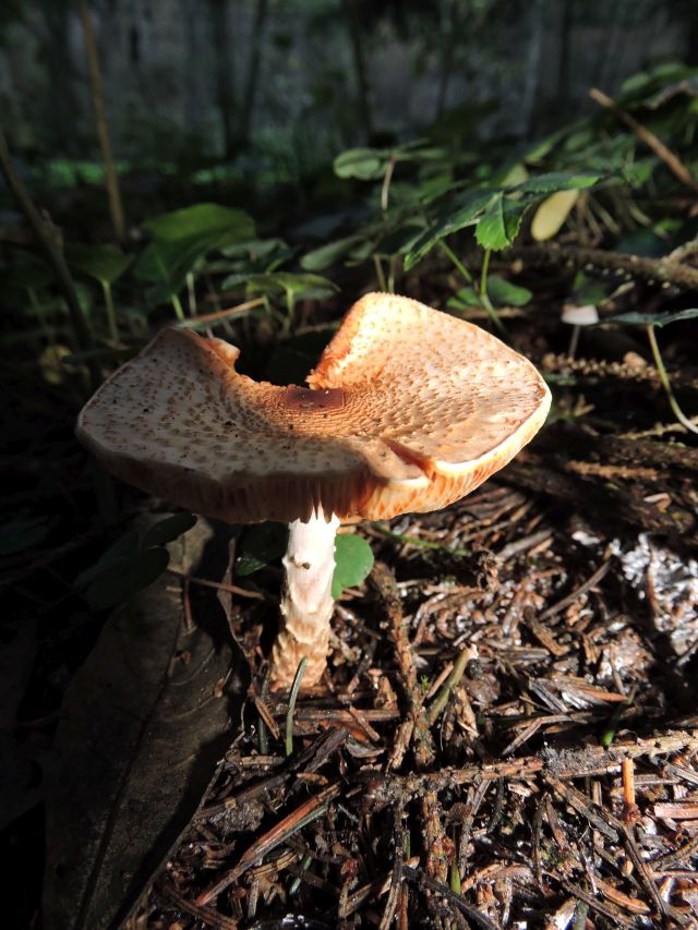 Lepiota ventriosospora Evrehailles (Bauche) 31-10-16.jpg