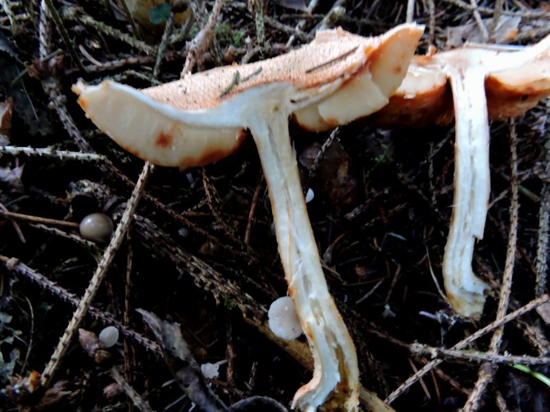 Lepiota ventriosospora Evrehailles (Bauche) 31-10-16 C.jpg