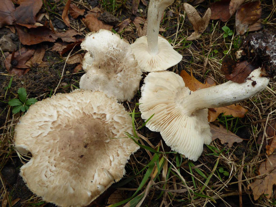 Tricholoma.jpg