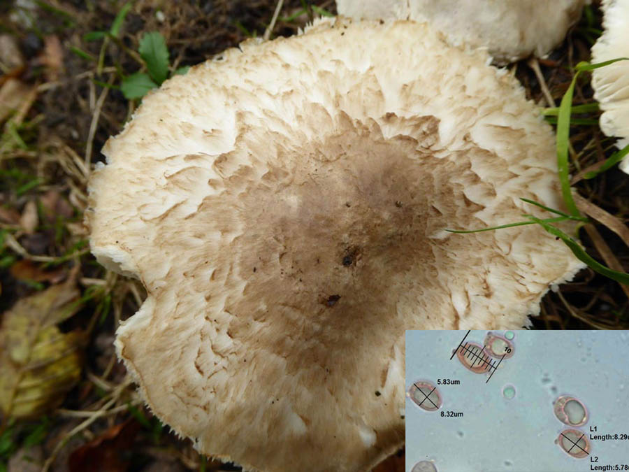 Tricholoma-.jpg