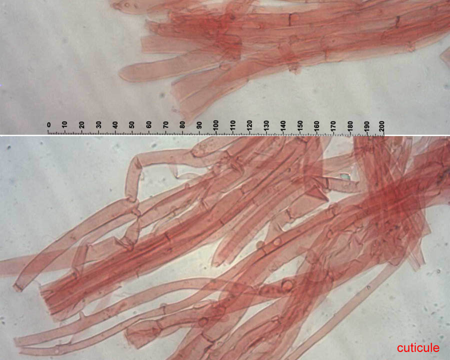 Tricholoma-cuti.jpg