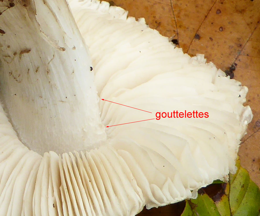 Tricholoma gouttelettes sur pied.jpg