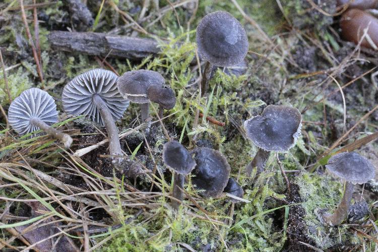 _MG_6574 Mycena megaspora 4sp.-redim750.JPG