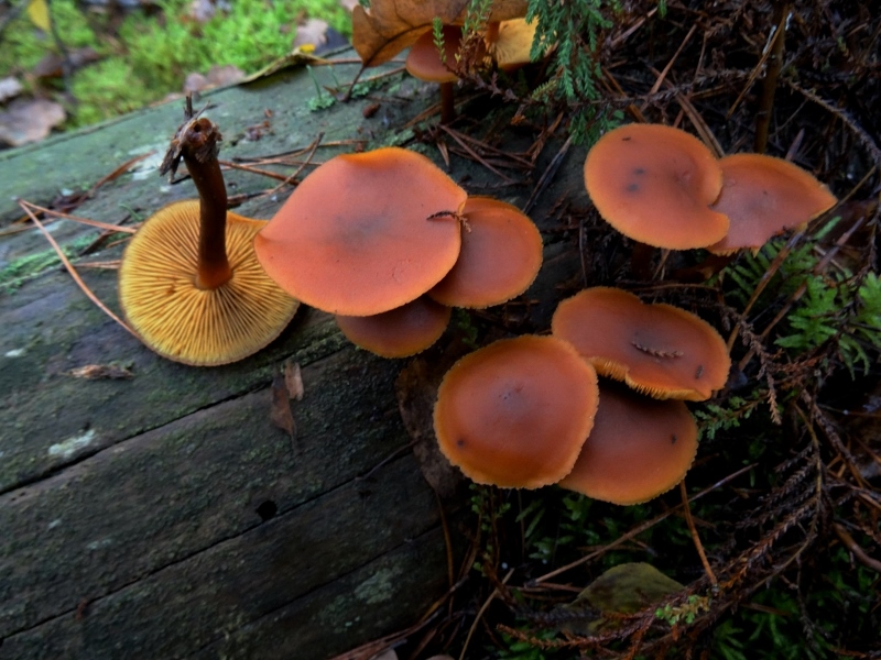 Gymnopilus liquiritiae. (1024x768) (800x600).jpg