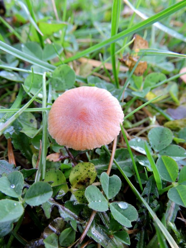 Galerina pumila Durnal 23-11-16.jpg