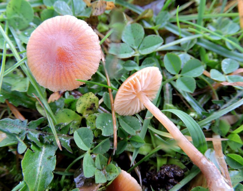 Galerina pumila Durnal 23-11-16 A.jpg