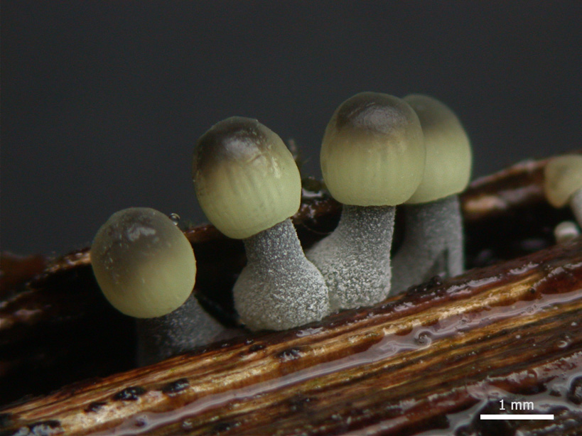 Mycena-archangeliana.jpg