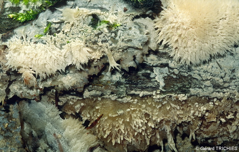 Hyphoderma setigerum 5759.jpg