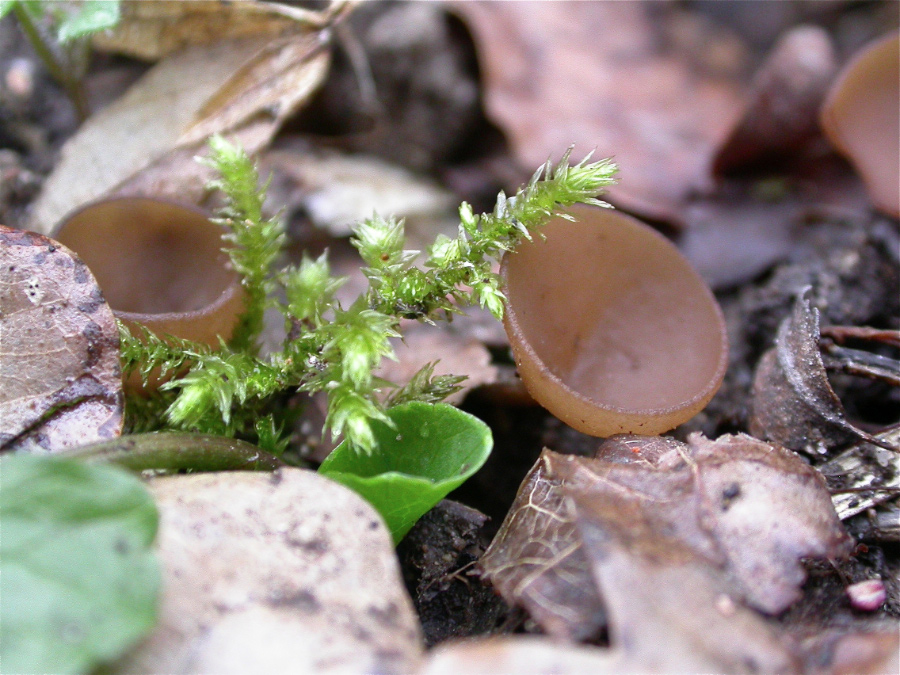 Dumontinia-tuberosa.jpg