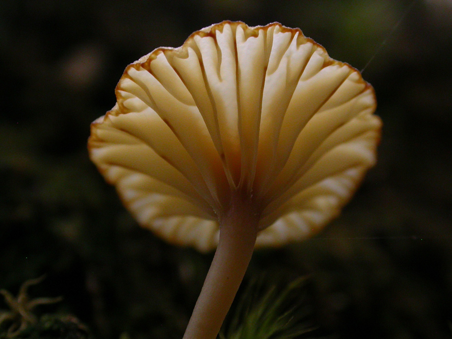 Lichenomphalia-umbellifera.jpg