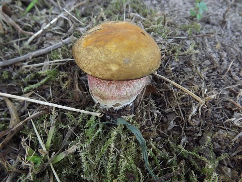 Boletus erythropus var discolor.JPG