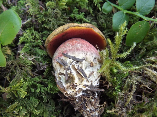 Boletus erythropus var discolor1.JPG