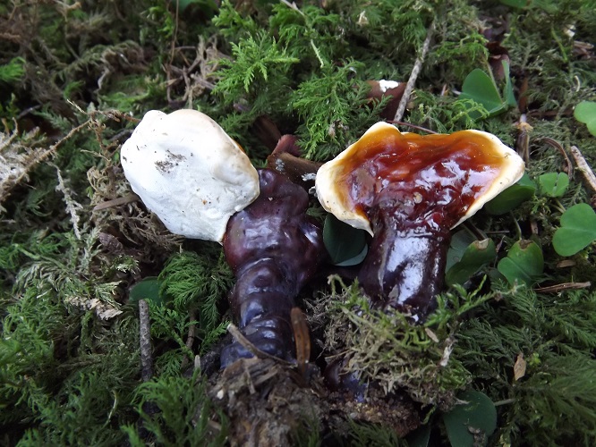 Ganoderma lucidum1.JPG