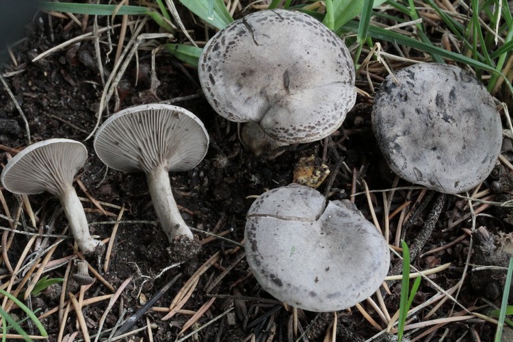 Rhodocybe popinalis -MycoDB.JPG