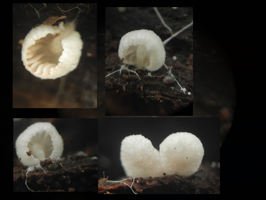 Entoloma Jahnii2.jpg