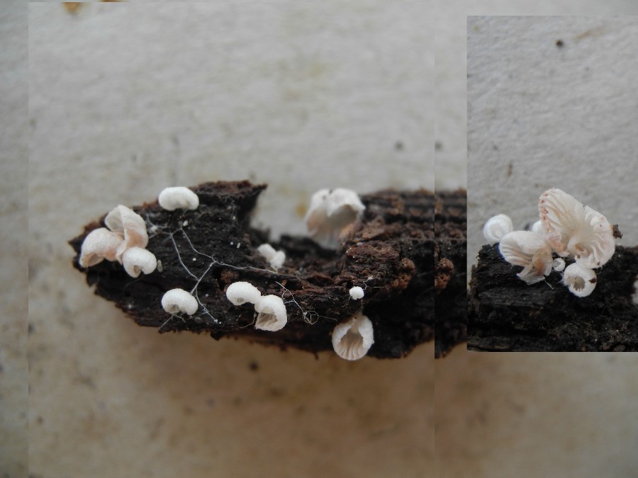 Entoloma Jahnii1.jpg