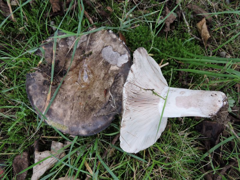 Russula spec. Leignon 14-08-17 A.jpg