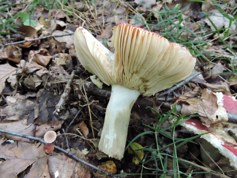 Russula spec.Leignon 14-08-17 C.jpg