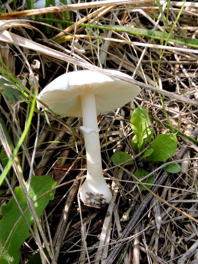 Fungi n.i. Amay 16-08-17 A.jpg