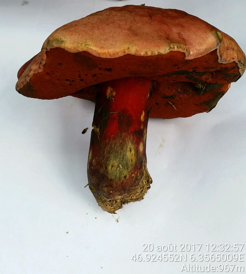 Boletus legalie 11.jpg