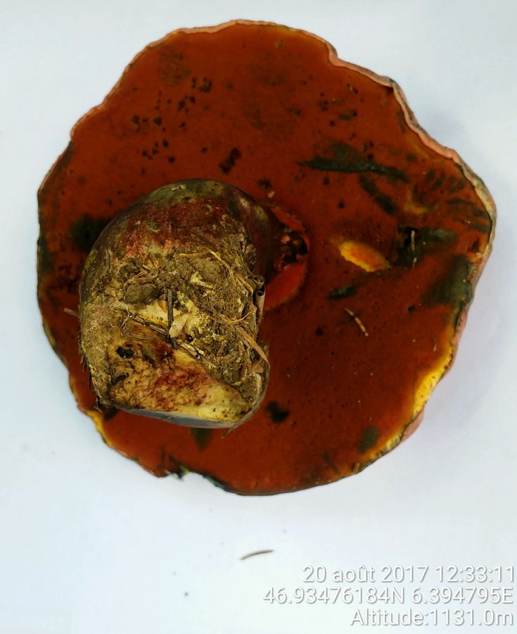 Boletus legalie 22.jpg