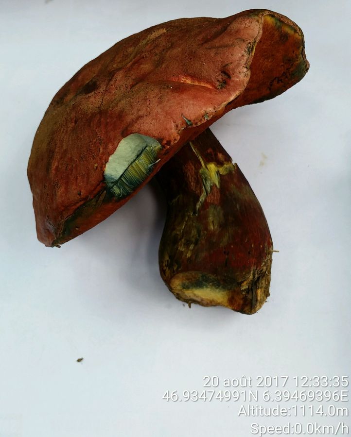 Boletus legalie 33.jpg