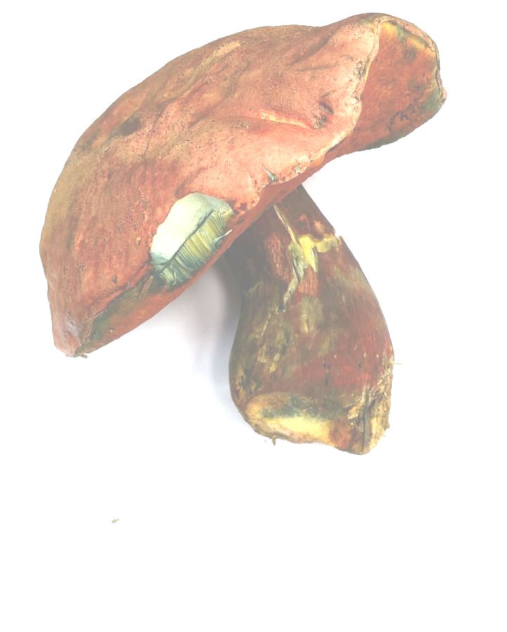 Boletus legalie 44.jpg