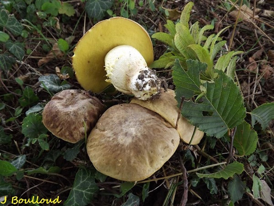 Boletus-depilatus.jpg