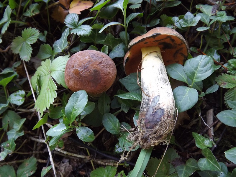 Boletus queletii var lateritius.JPG