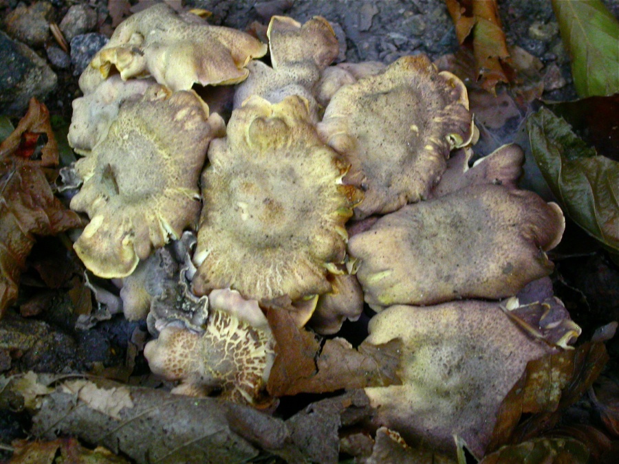 Cantharellus amethysteus.jpg