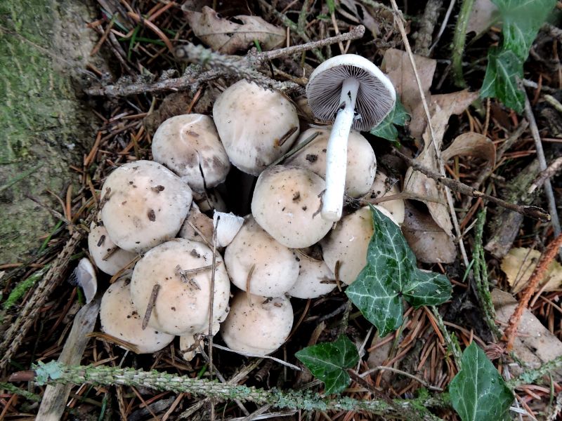 Psathyrella spec. Durnal 15-09-17.jpg