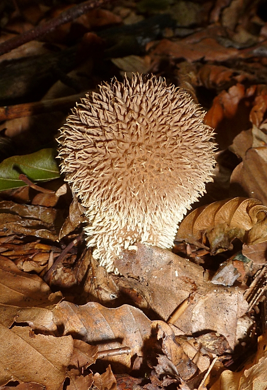 Agaricaceae - Lycoperdon echinatum.JPG