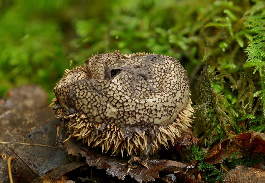 Lycoperdon echinatum 2017 09 12 Corrèze (St-Etienne-aux-Clos - gorges du Chavanon)-redim900.jpg