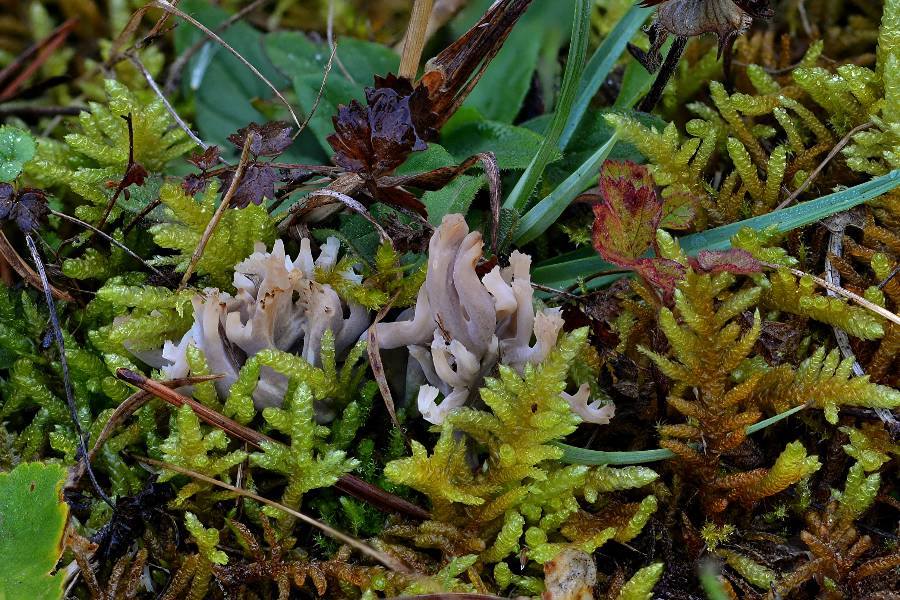 Clavulinopsis umbrinella 2017 09 29 Dordogne (Brantôme) (1)-redim900.jpg