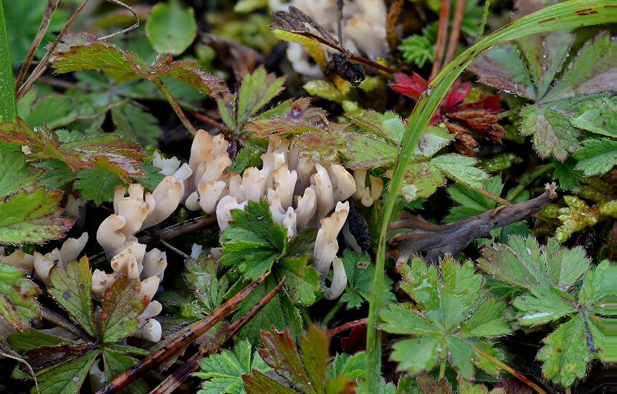 Clavulinopsis umbrinella 2017 09 29 Dordogne (Brantôme) (2)-redim900.jpg