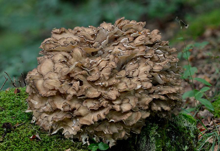 Grifola frondosa (Poule-des-bois) 2017 09 12 Corrèze (St-Etienne-aux-Clos - gorges du Chavanon (2)-redim900.jpg