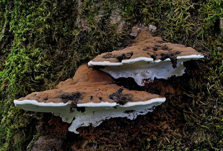 Ganoderma lipsiense 2017 09 28 Dordogne (Brantôme - sur peuplier) (2)-redim900.jpg