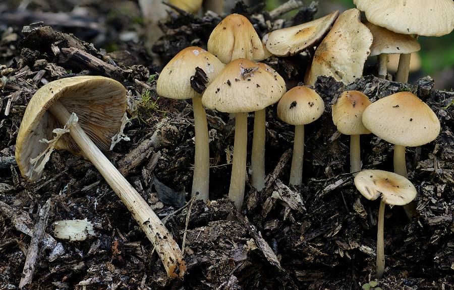 Psathyrella gossypina 2017 09 28 Dordogne (1)-redim900.jpg