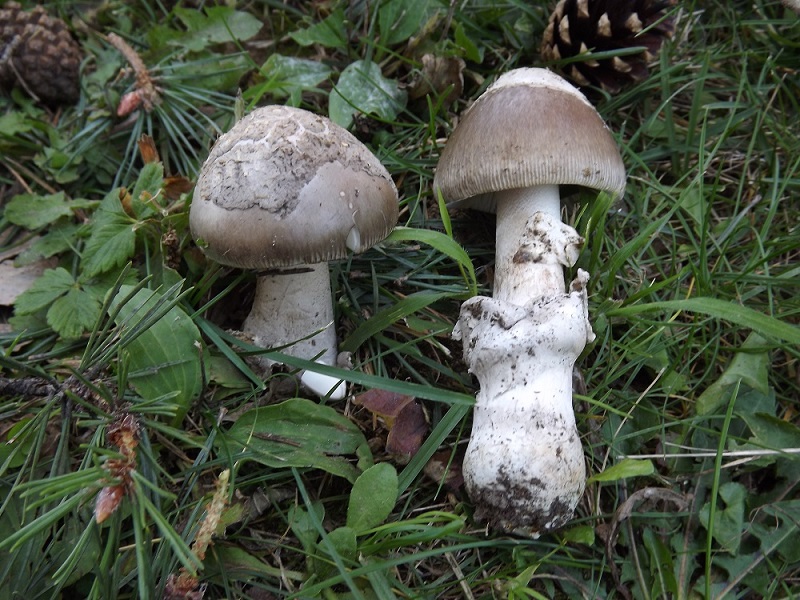 Amanita.JPG