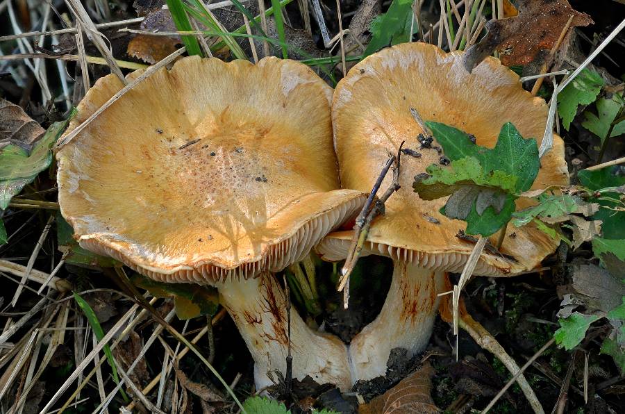 Cortinarius sp. 2017 09 29 Dordogne (Brantôme) (2).jpg