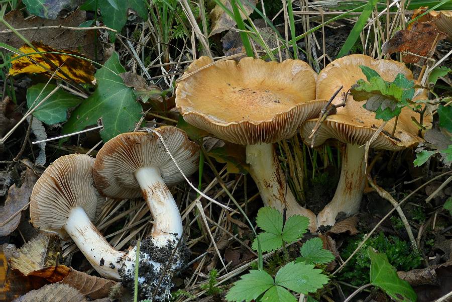 Cortinarius sp. 2017 09 29 Dordogne (Brantôme) (1).jpg