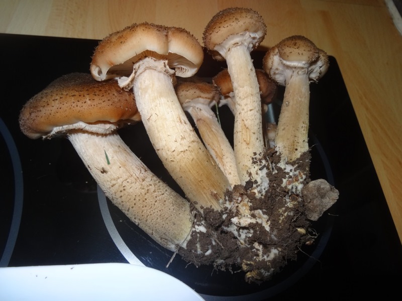 Grappe champignon (oct17) (1).JPG