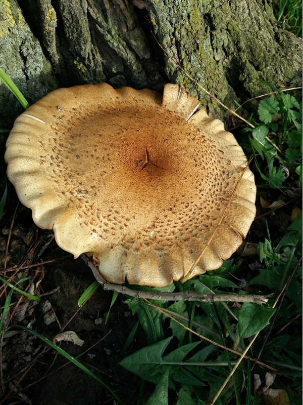 20171028_170613_Lentinus lepideus_.jpg